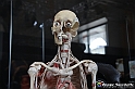 VBS_2878 - Mostra Body Worlds